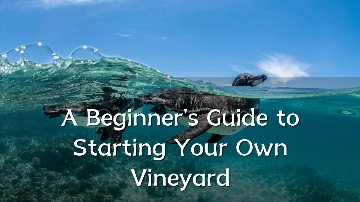 A Beginner's Guide to Starting Your Own Vineyard