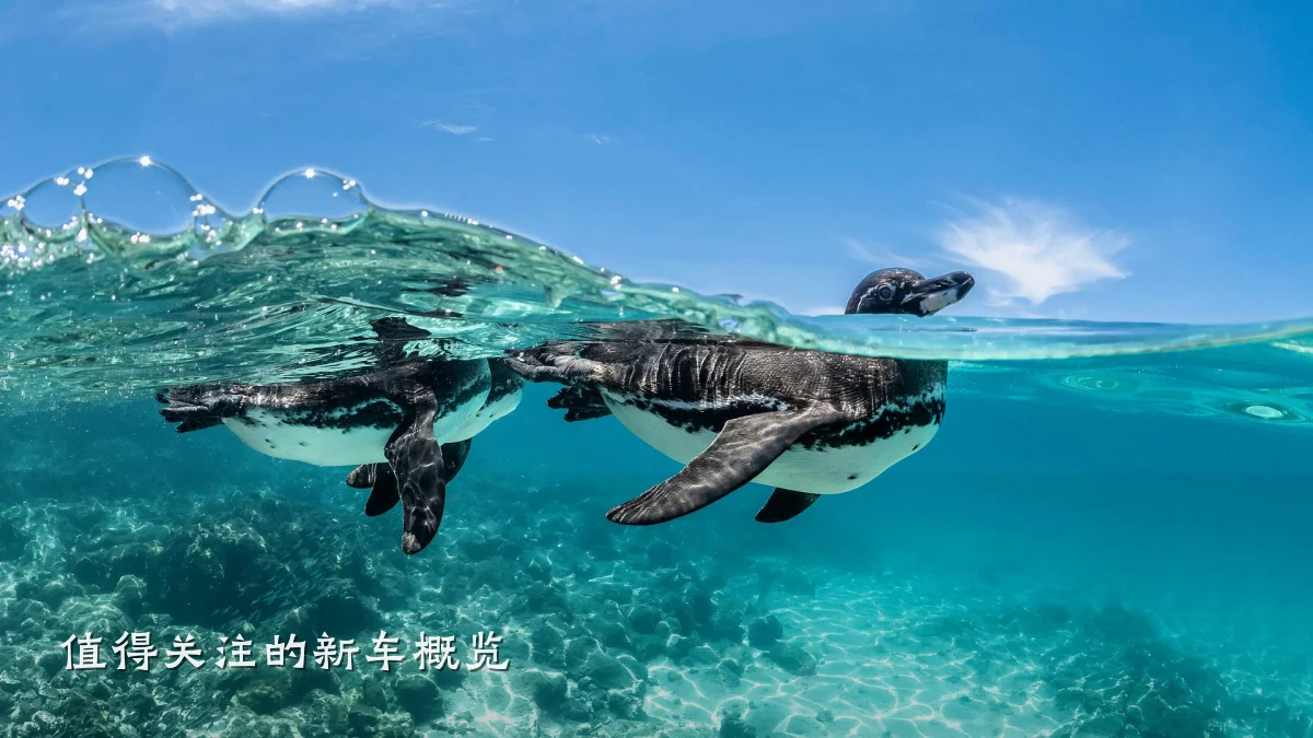 值得关注的新车概览